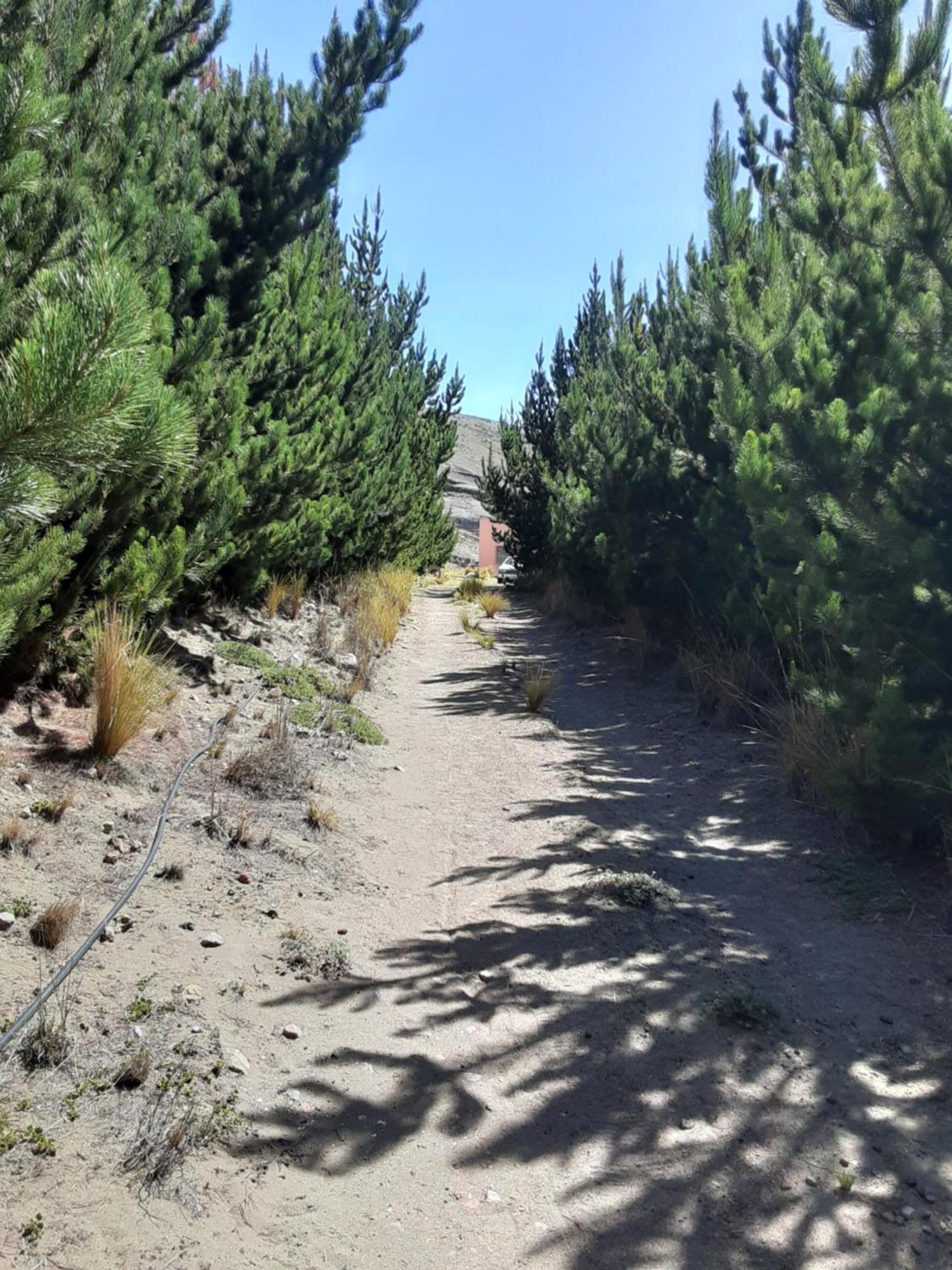 Hospedaje Chimborazo Eksteriør billede